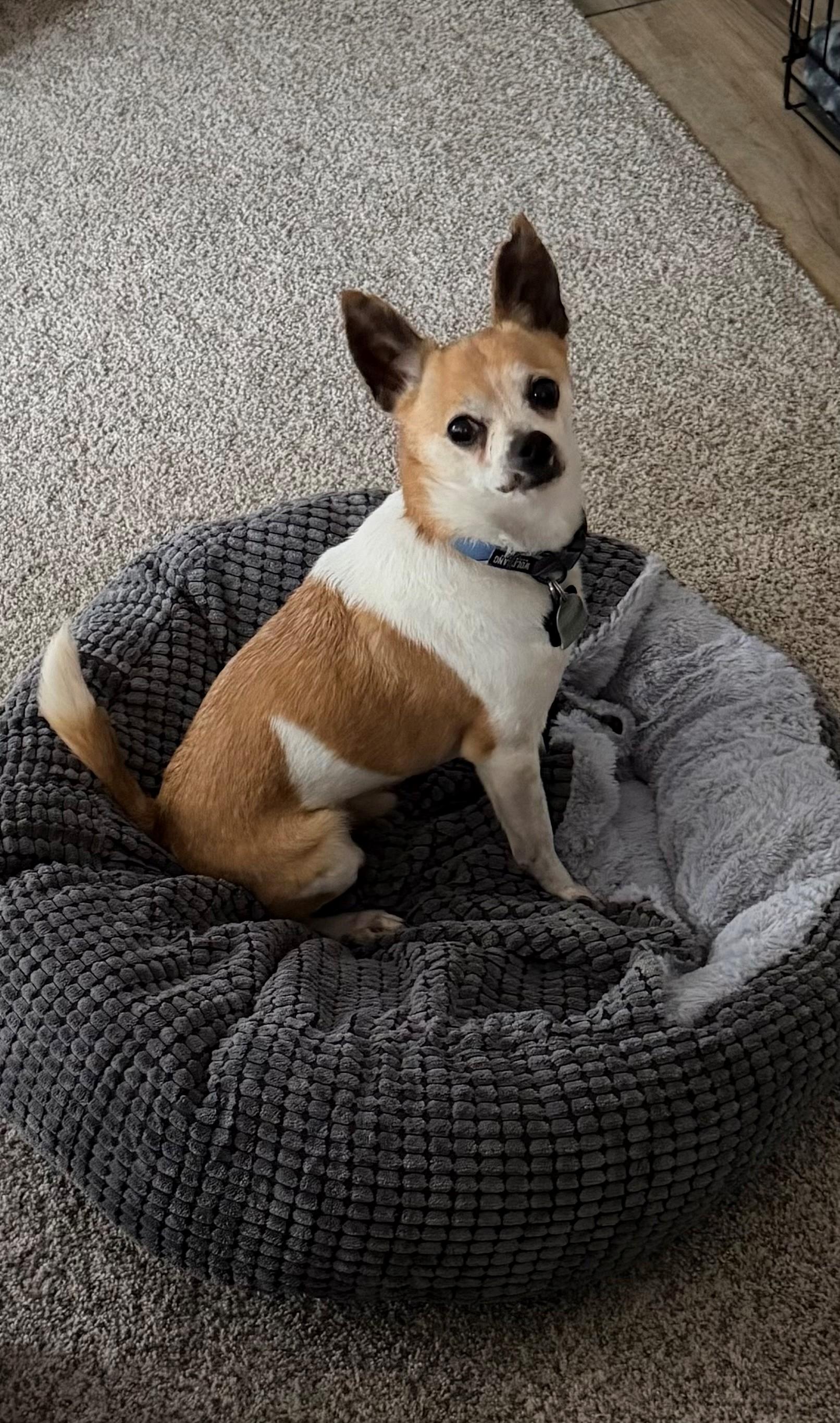 Enlarge Benny, an adopted Chihuahua in Boise, ID image 5/6