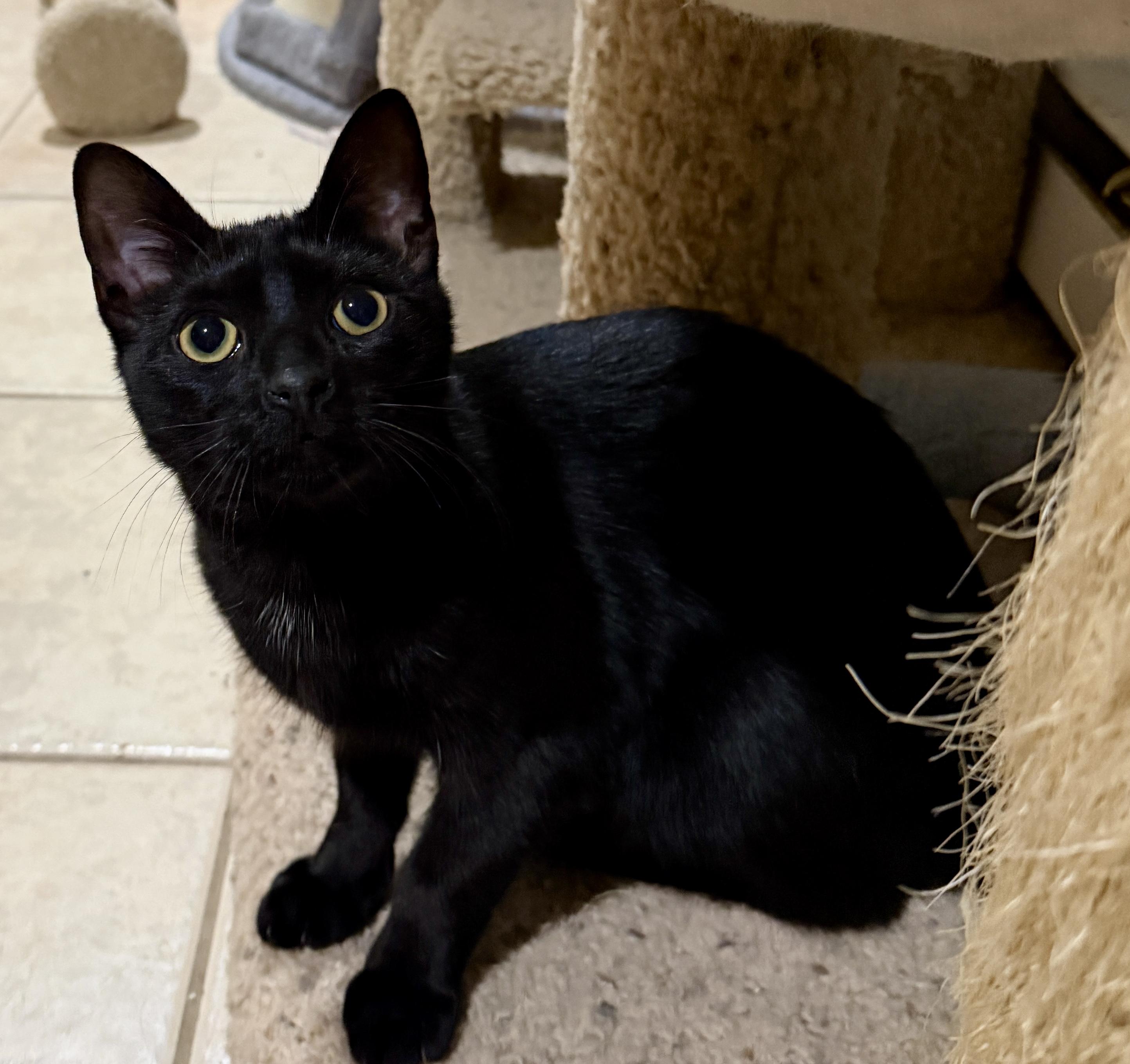 Enlarge Sponge-affectionate , a Adoptable Domestic Short Hair in East Hanover, NJ image 2/3