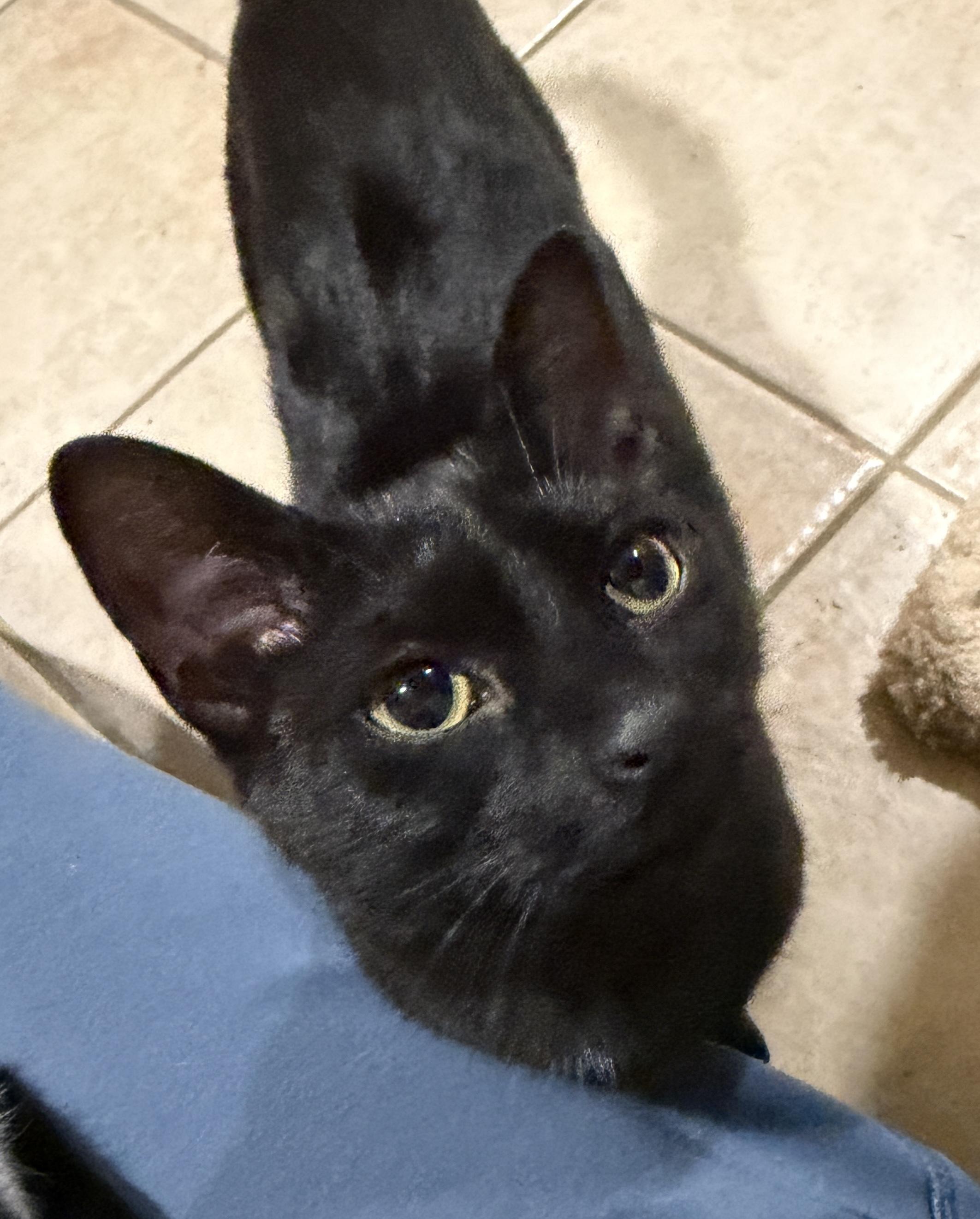 Enlarge Sponge-affectionate , a Adoptable Domestic Short Hair in East Hanover, NJ image 3/3