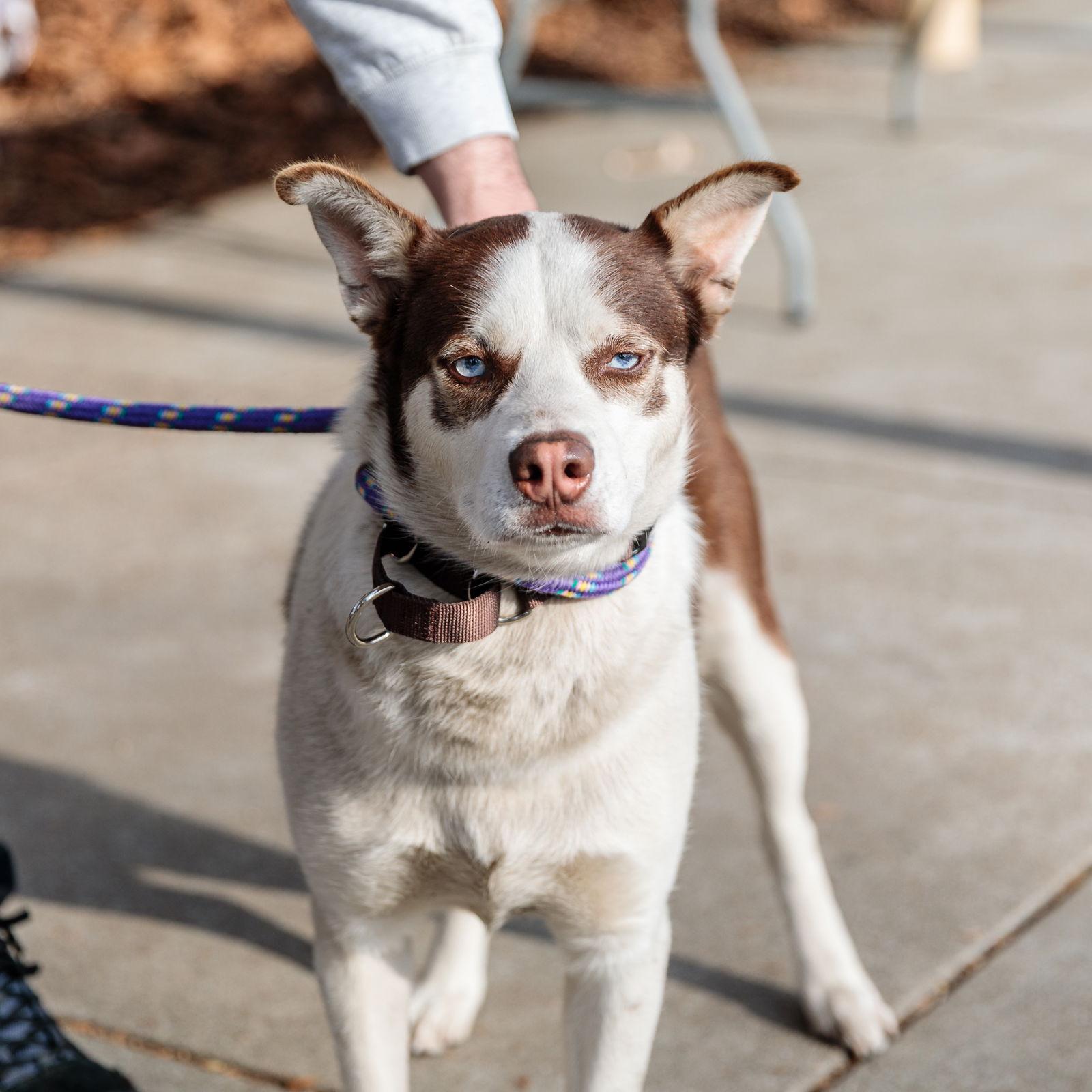 Enlarge Suisse, a Adopted Husky in Oakland, CA image 1/3