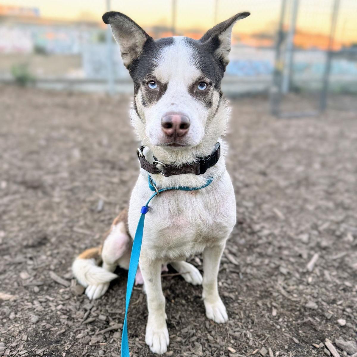 Enlarge Suisse, a Adopted Husky in Oakland, CA image 2/3