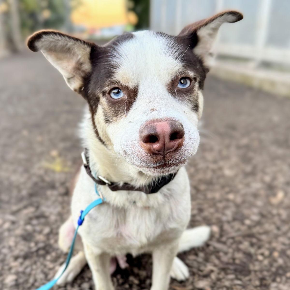 Enlarge Suisse, a Adopted Husky in Oakland, CA image 3/3