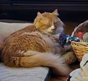 Enlarge Michi, an adopted Domestic Long Hair in Salem, NH image 5/5