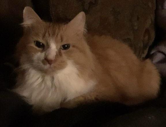 Enlarge Michi, an adopted Domestic Long Hair in Salem, NH image 4/5