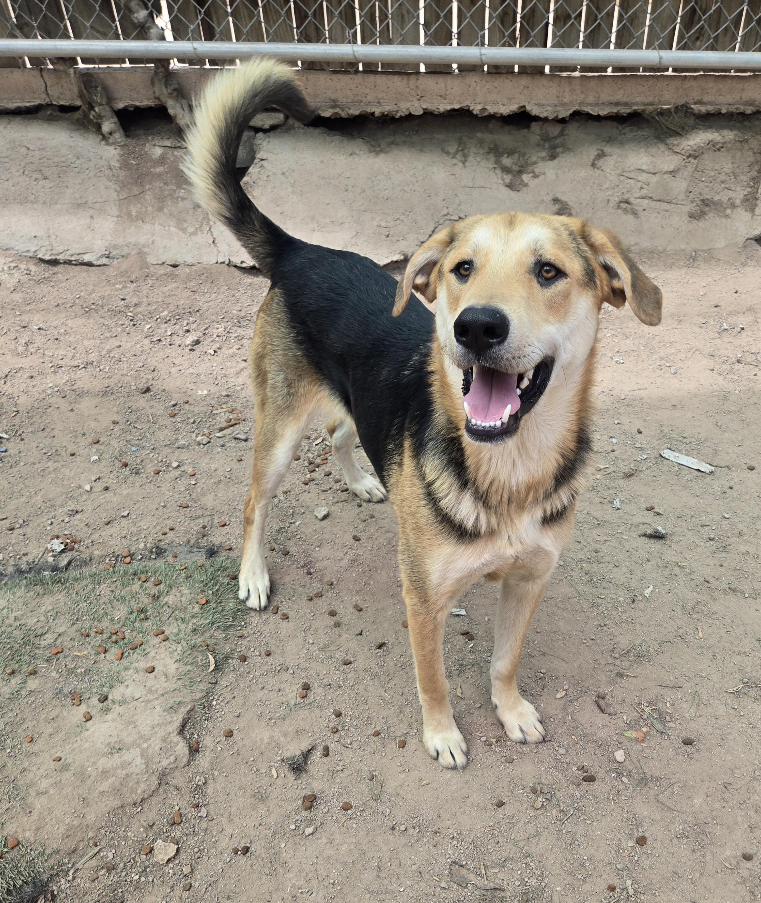 Enlarge Lake, a Adoptable mixed breed in Nogales, AZ image 5/6