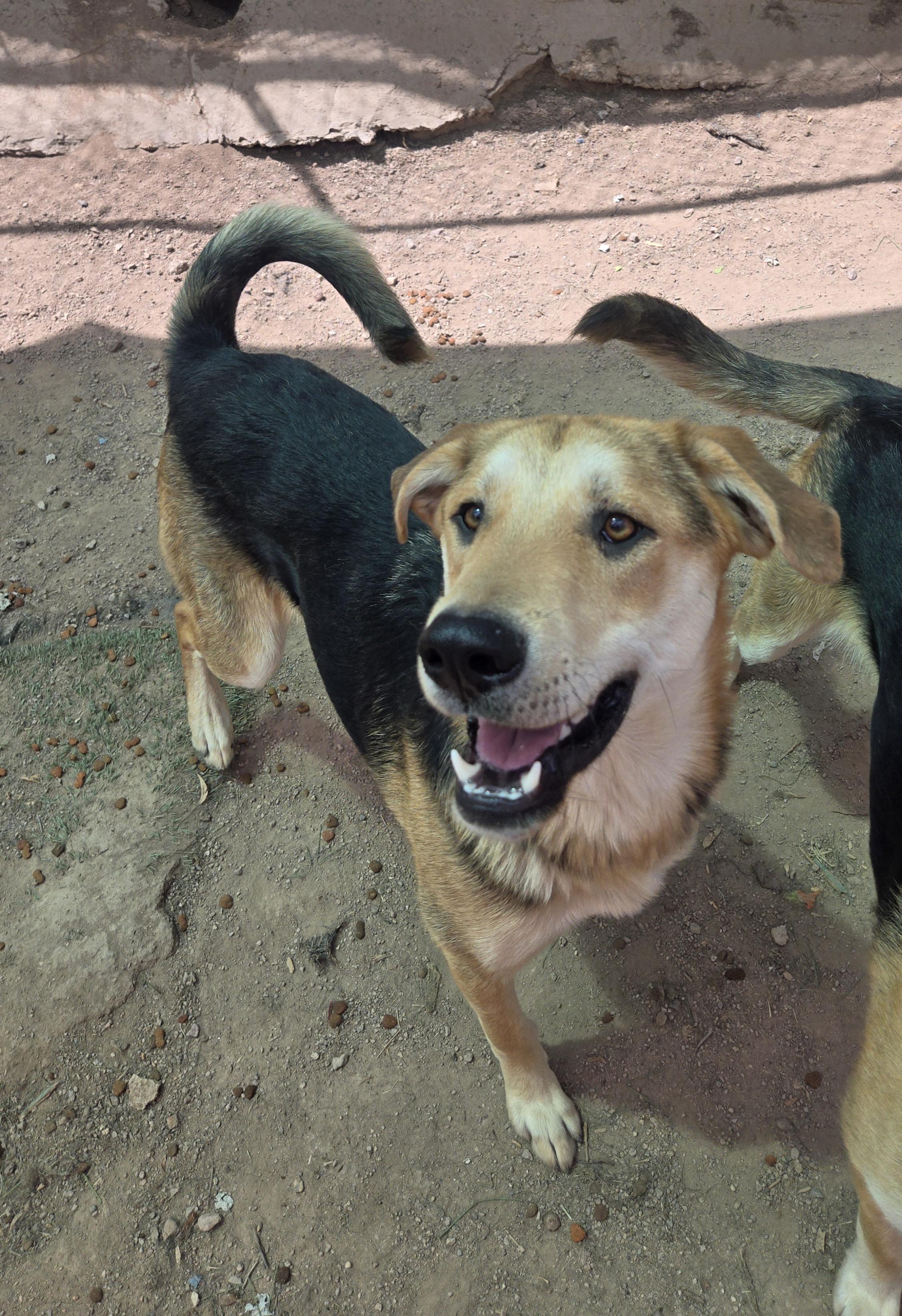 Enlarge Lake, a Adoptable mixed breed in Nogales, AZ image 6/6
