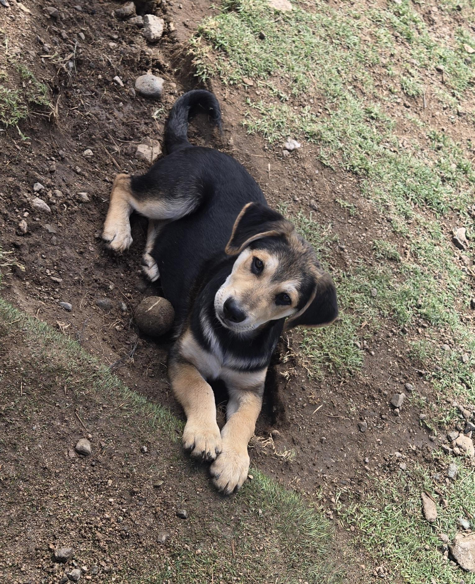 Enlarge Lake, a Adoptable mixed breed in Nogales, AZ image 1/3
