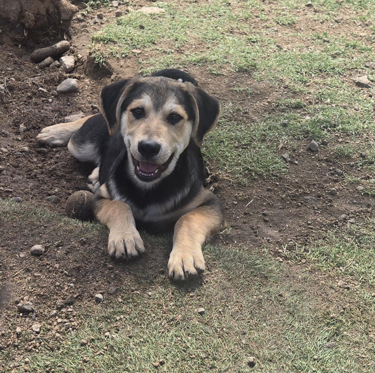 Enlarge Lake, a Adoptable mixed breed in Nogales, AZ image 2/3