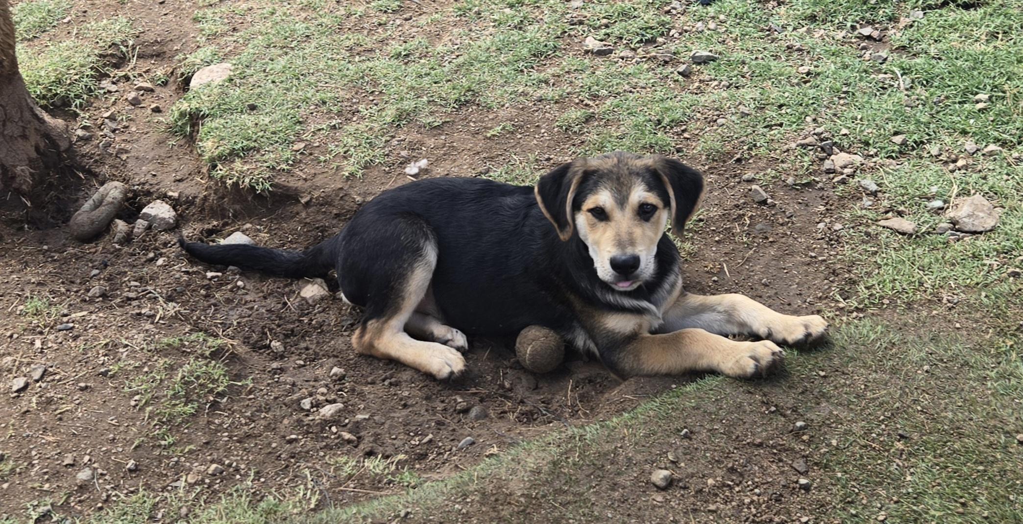 Enlarge Lake, a Adoptable mixed breed in Nogales, AZ image 3/3