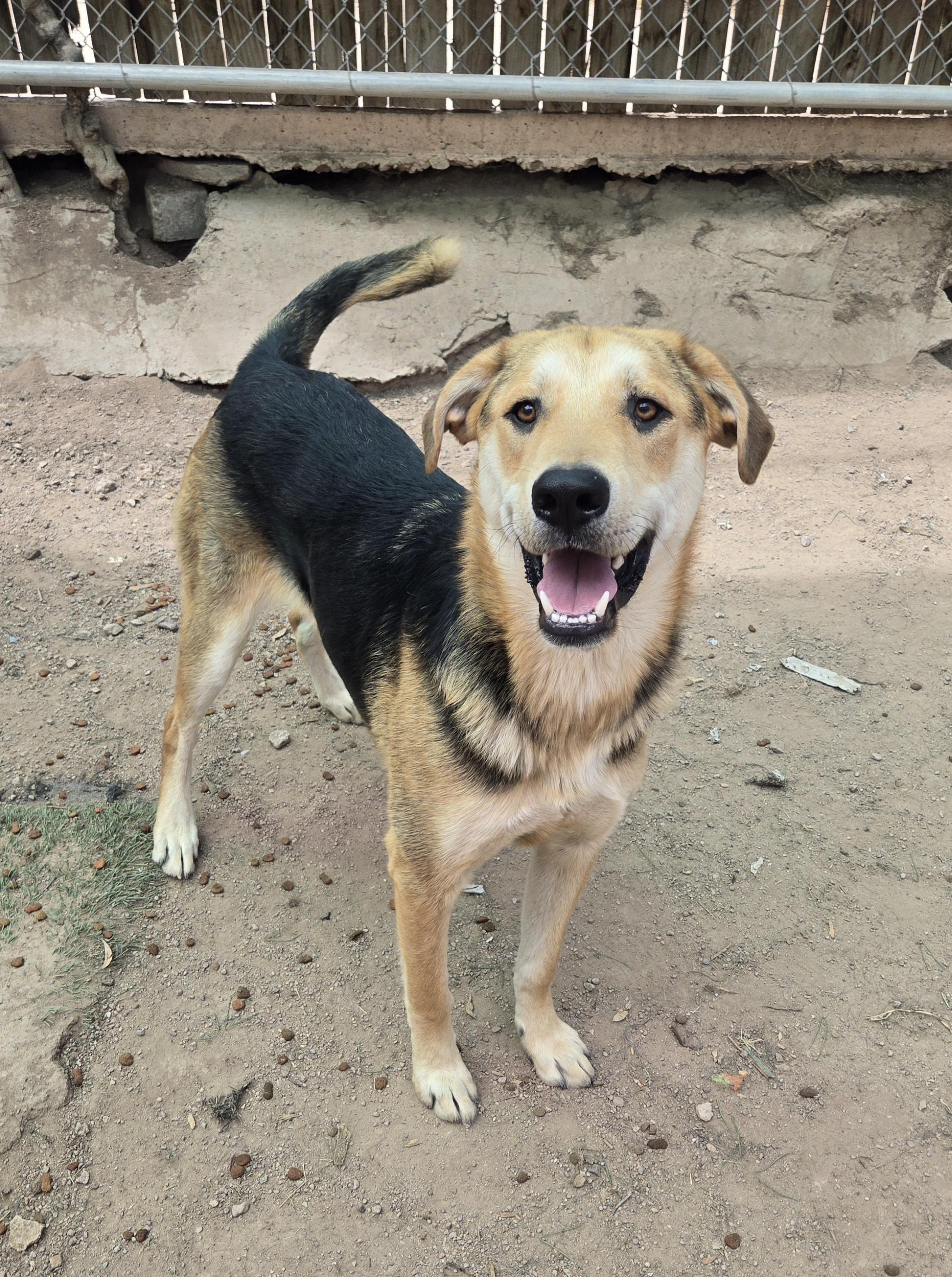 Enlarge Lake, a Adoptable mixed breed in Nogales, AZ image 4/6