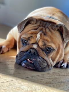 Enlarge Sky, a Adopted English Bulldog in Lancaster, PA image 1/3