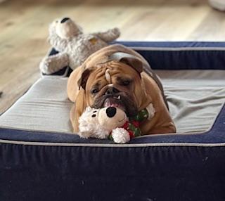 Enlarge Sky, a Adopted English Bulldog in Lancaster, PA image 2/3