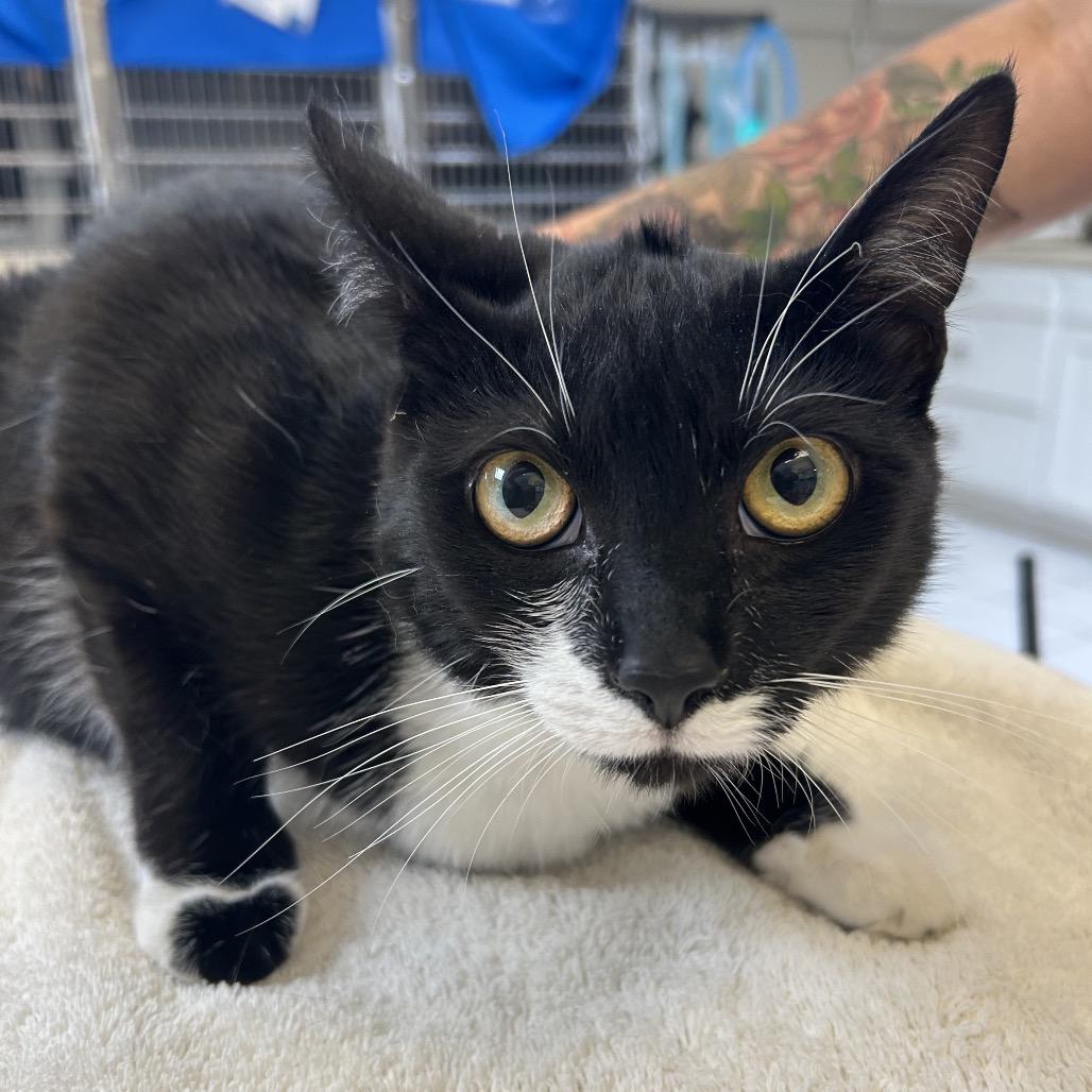 Rosie, Adoptable, Young Female Domestic Short Hair.