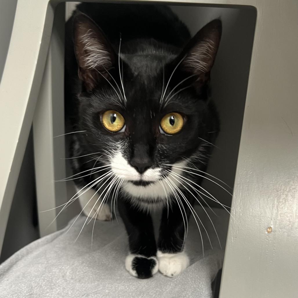 Rosie, a Adoptable Domestic Short Hair in Ojai, CA image 2/3