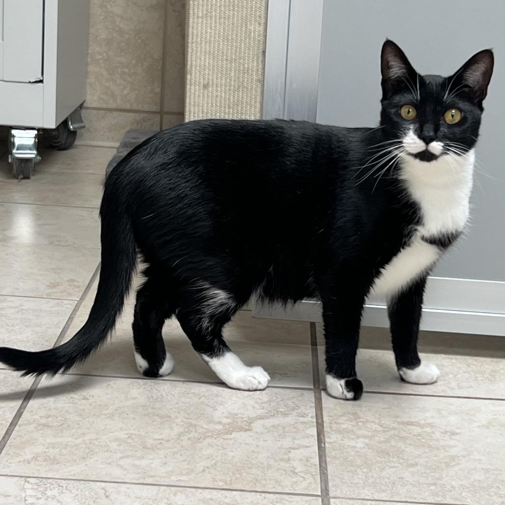 Rosie, a Adoptable Domestic Short Hair in Ojai, CA image 3/3