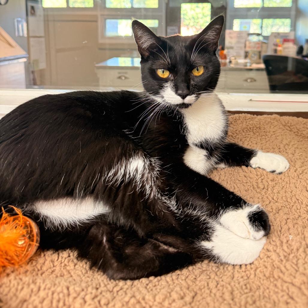 Enlarge Rosie, a Adoptable Domestic Short Hair in Ojai, CA image 4/4