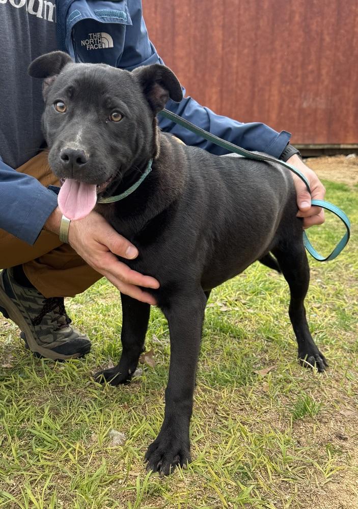 Kaleb, Adoptable, Young Male Australian Cattle Dog / Blue Heeler.