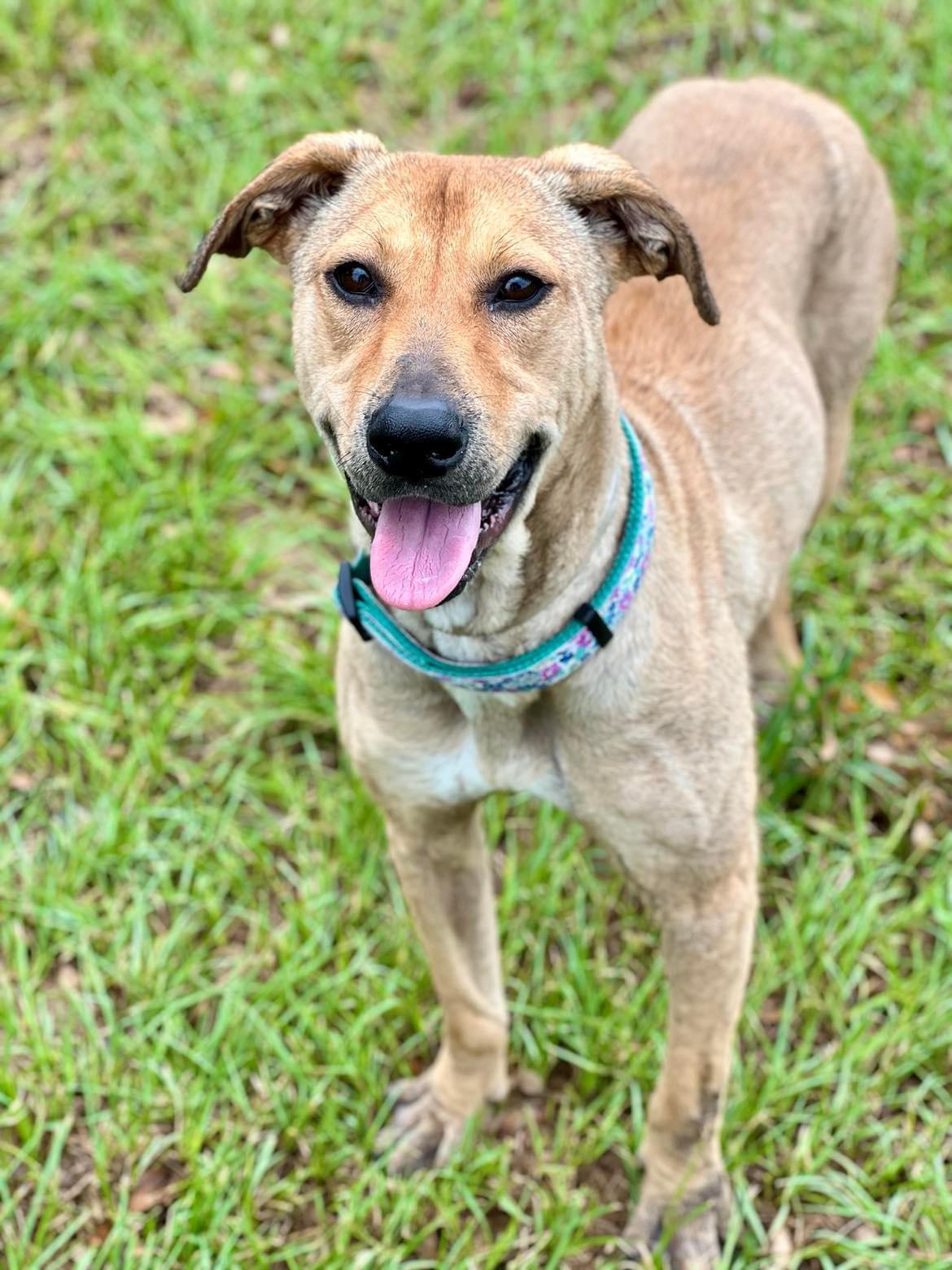 Bernedette, Adopted, Adult Female Labrador Retriever.
