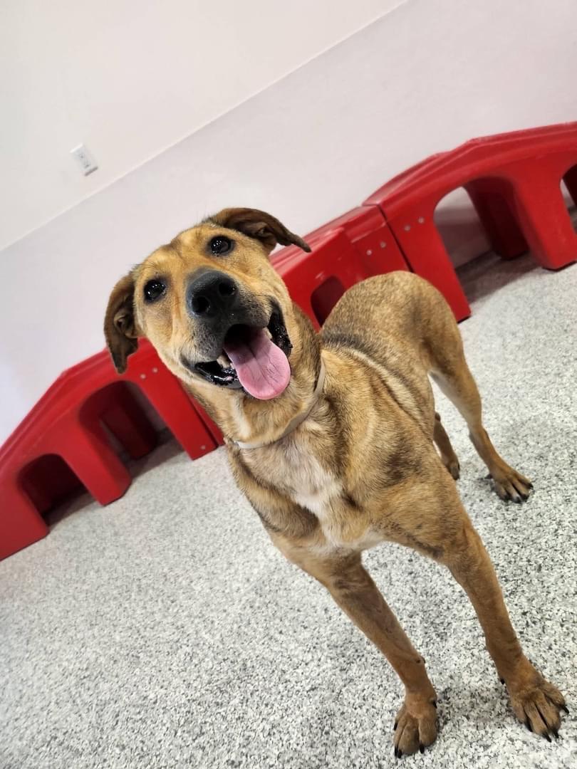 Bernedette, a Adopted Labrador Retriever in richmond, ME image 3/6