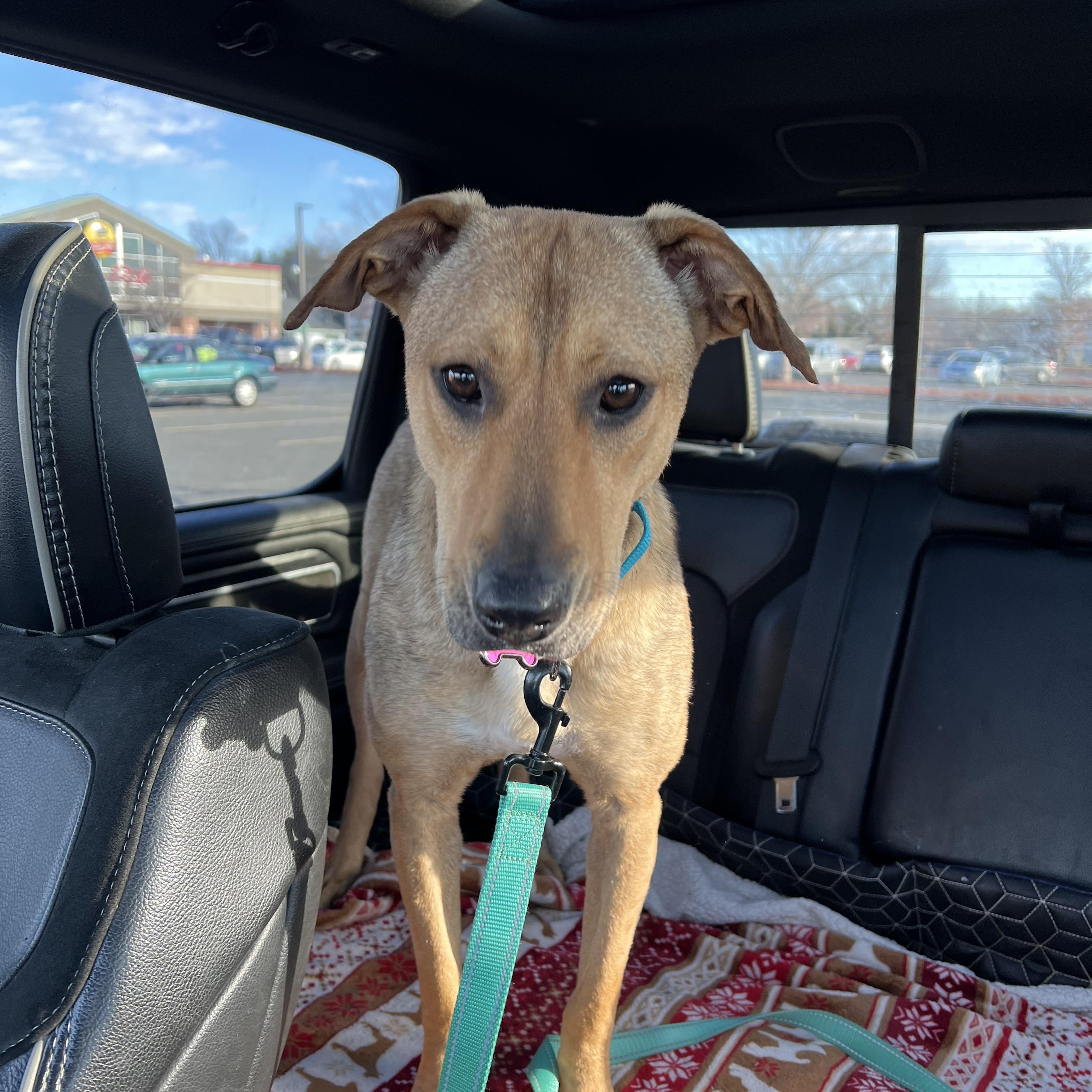 Bernedette, a Adopted Labrador Retriever in richmond, ME image 2/6