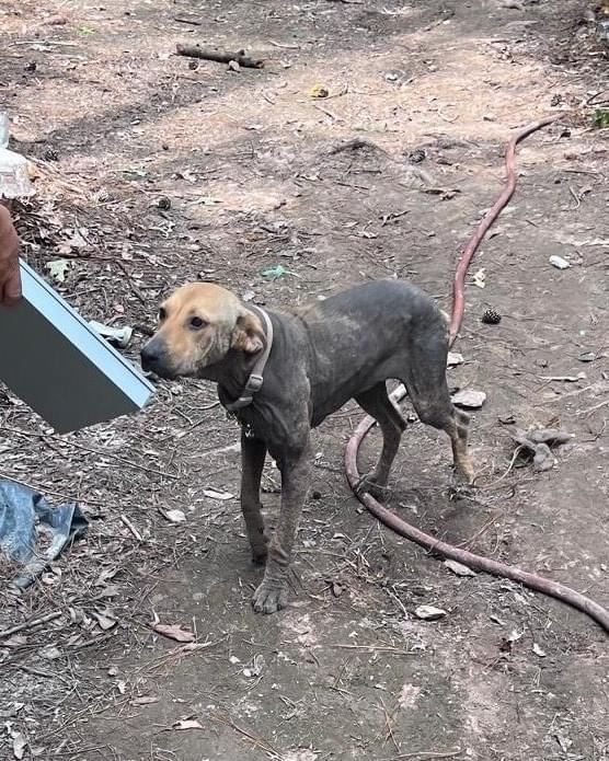 Bernedette, a Adopted Labrador Retriever in richmond, ME image 6/6