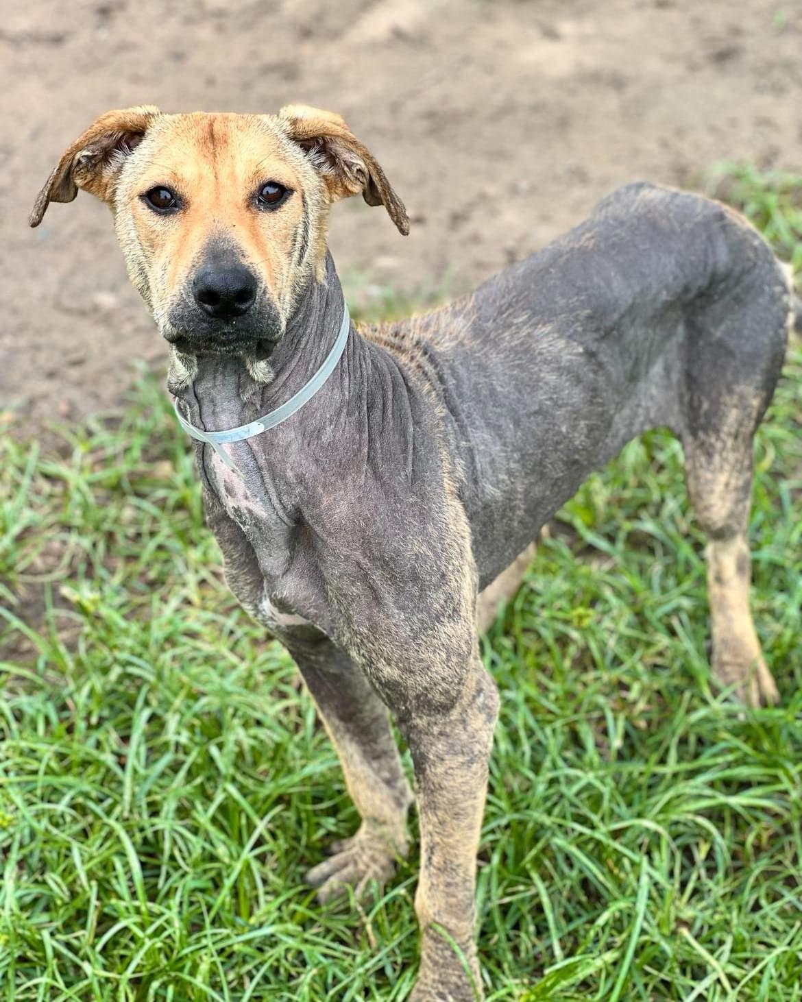 Bernedette, a Adopted Labrador Retriever in richmond, ME image 5/6