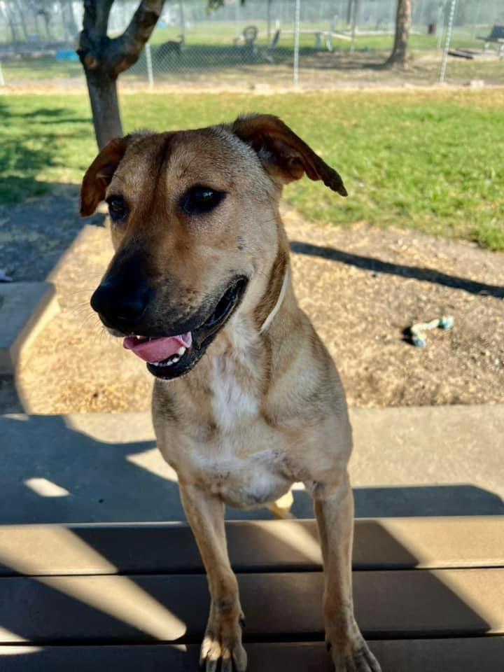 Bernedette, a Adopted Labrador Retriever in richmond, ME image 4/6