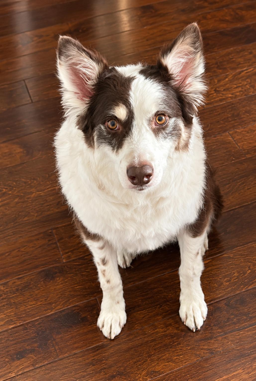 Copper, Adoptable, Young Male Australian Shepherd.