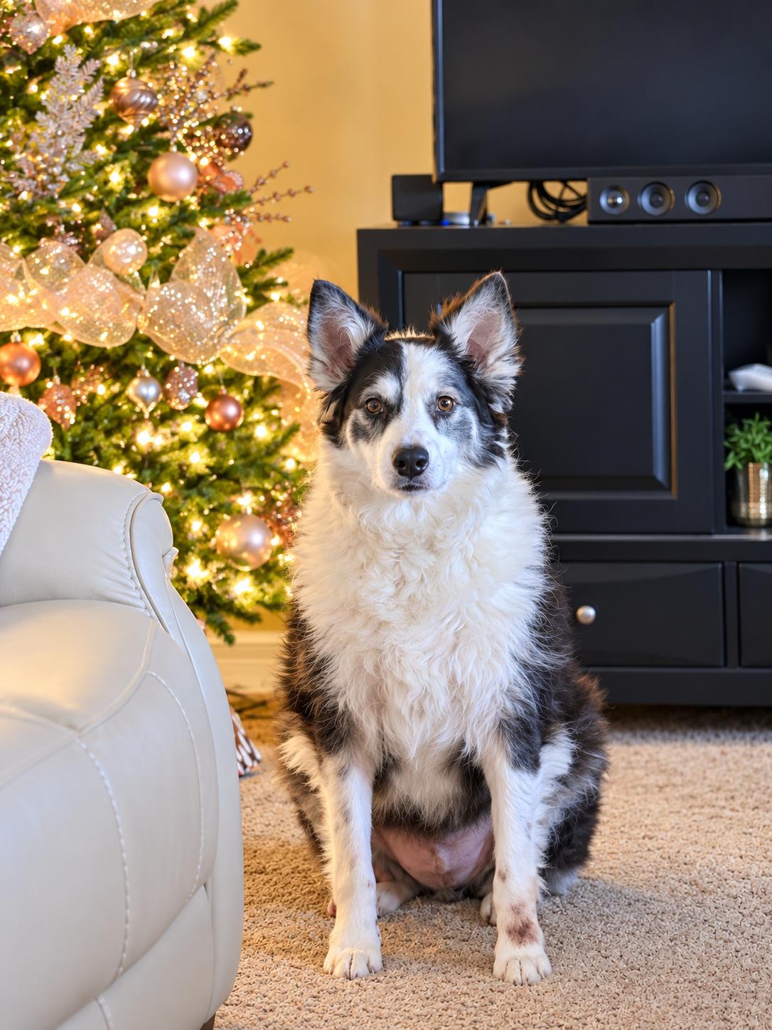 Enlarge Copper, a Adoptable Australian Shepherd in Dallas, TX image 2/3