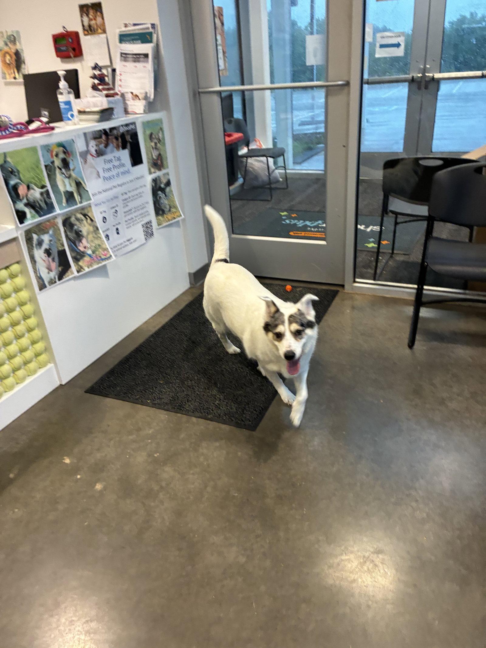 Enlarge Copper, a Adoptable Australian Shepherd in Dallas, TX image 3/3