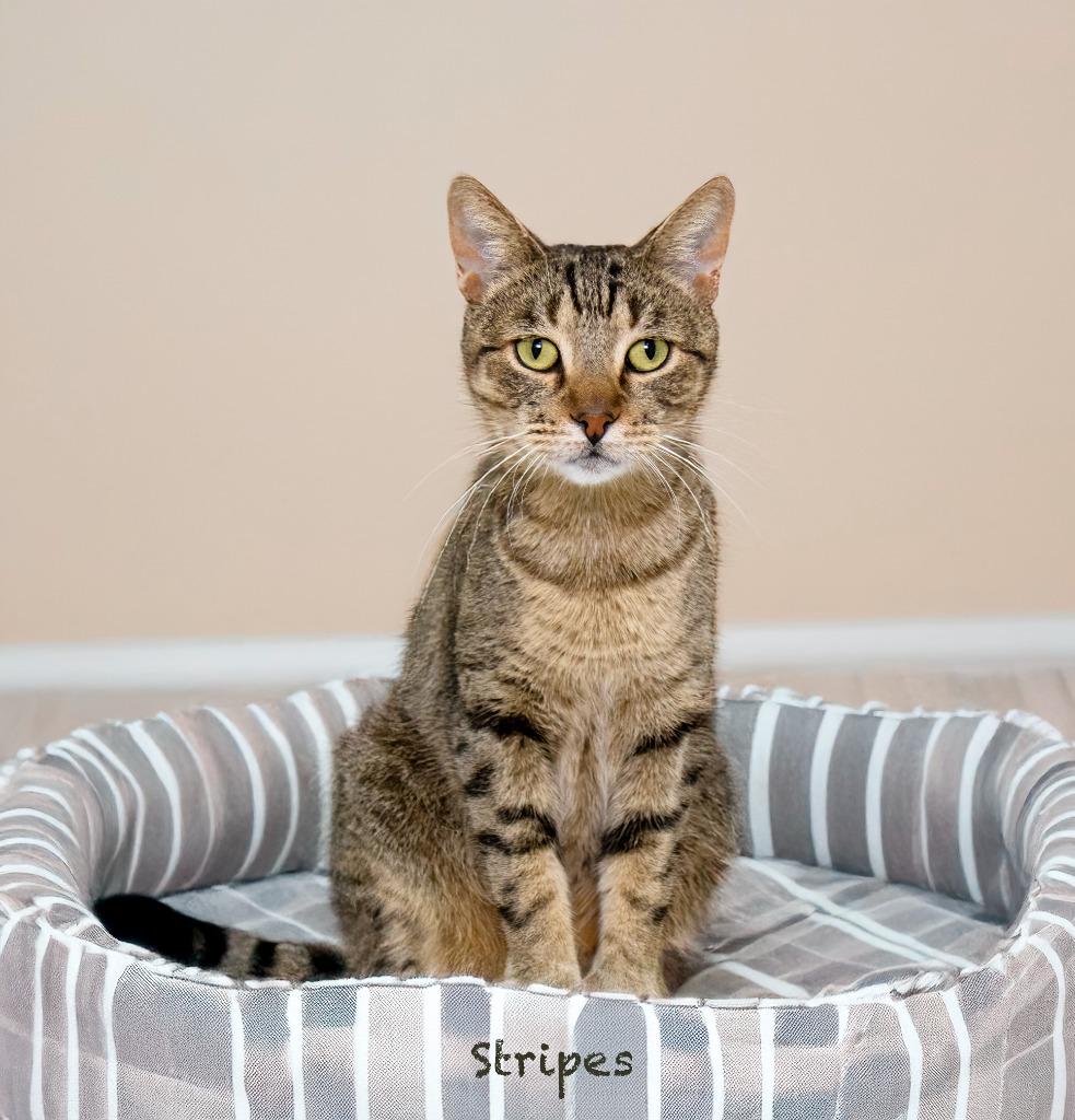 Stripes, Adoptable, Adult Male Extra-Toes Cat / Hemingway Polydactyl.