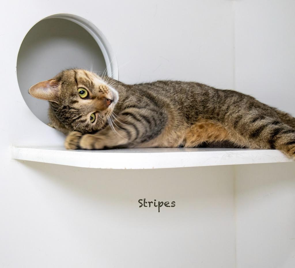 Enlarge Stripes, a Adoptable mixed breed in Hot Springs Village, AR image 2/2