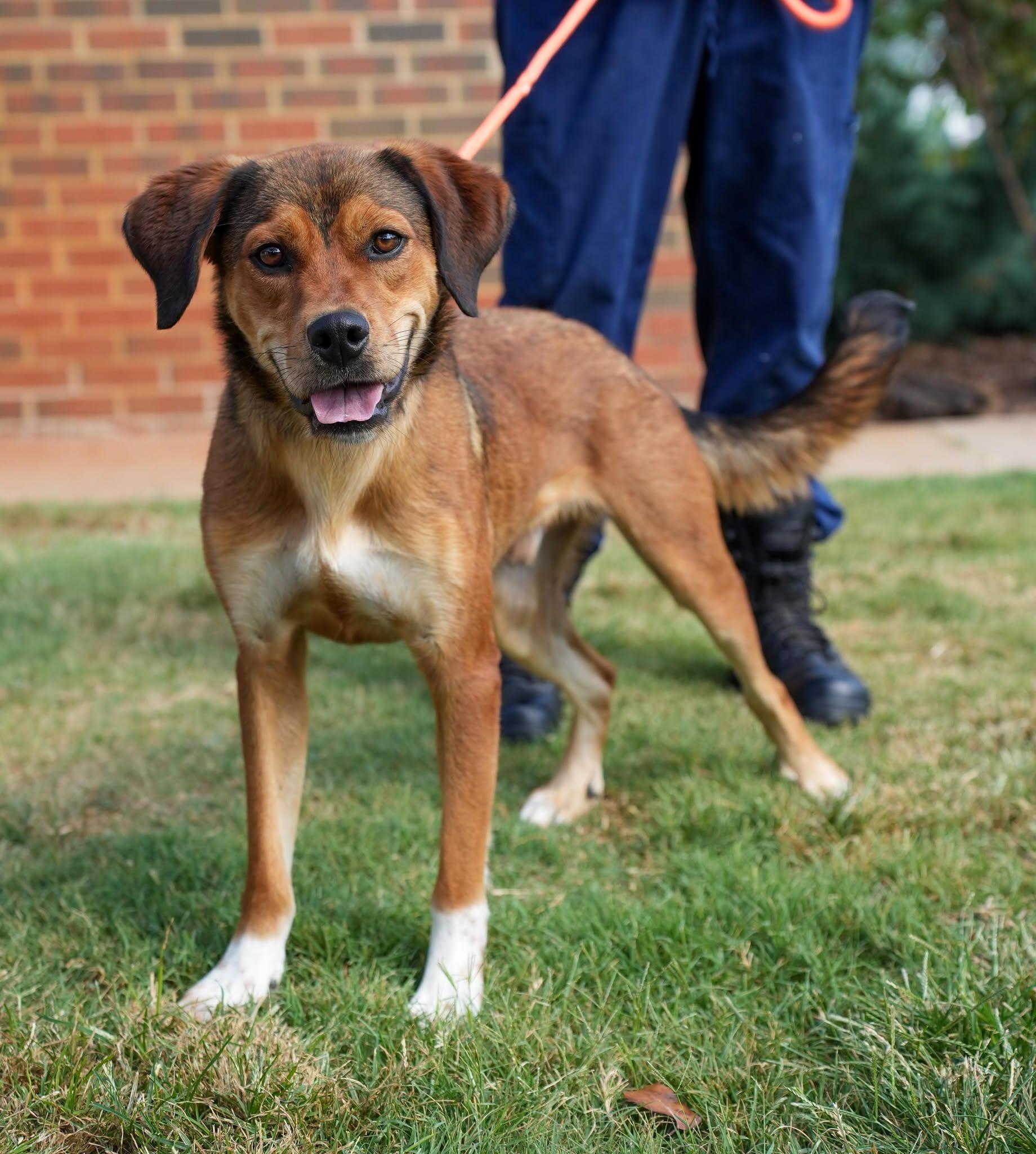 Buddy, Adoptable, Adult Male Shepherd.