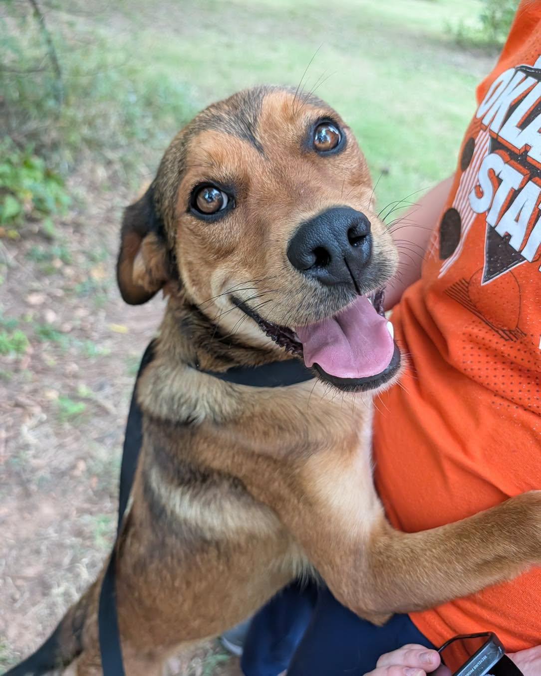 Buddy, Adoptable, Adult Male Shepherd.