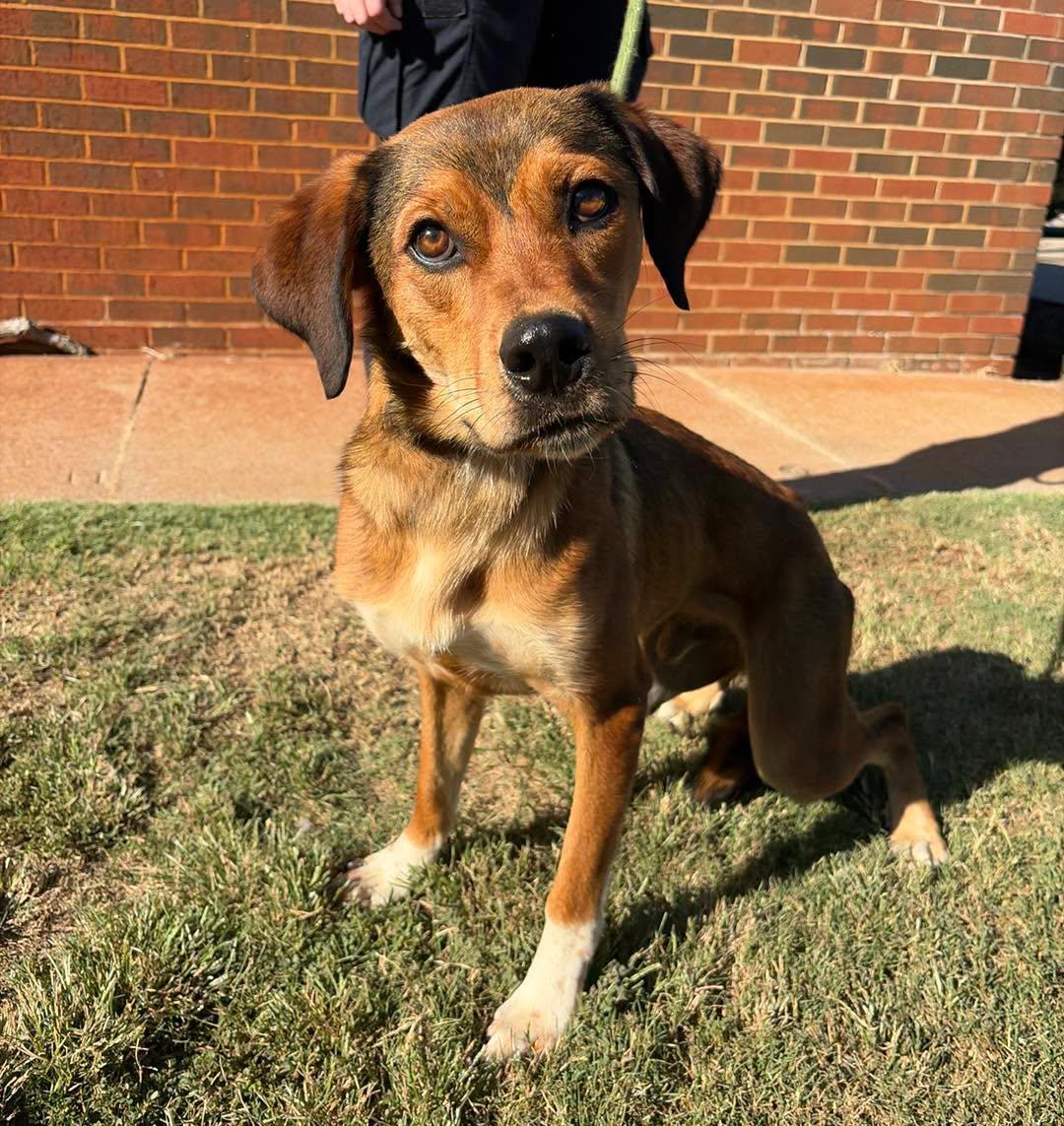 Enlarge Buddy, a Adoptable Shepherd in Stillwater, OK image 2/3