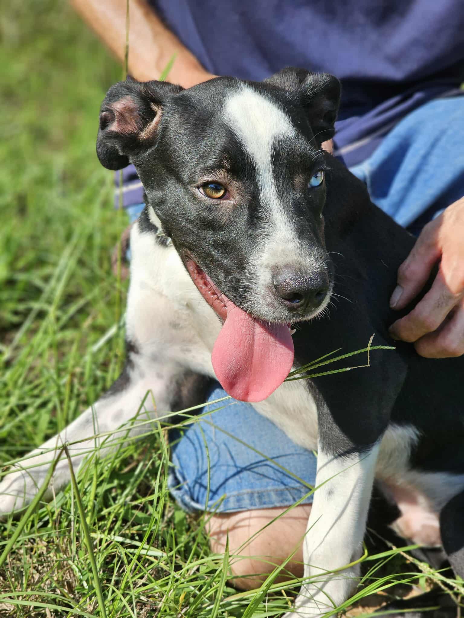 Kip, Adoptable, Young Male Bulldog.