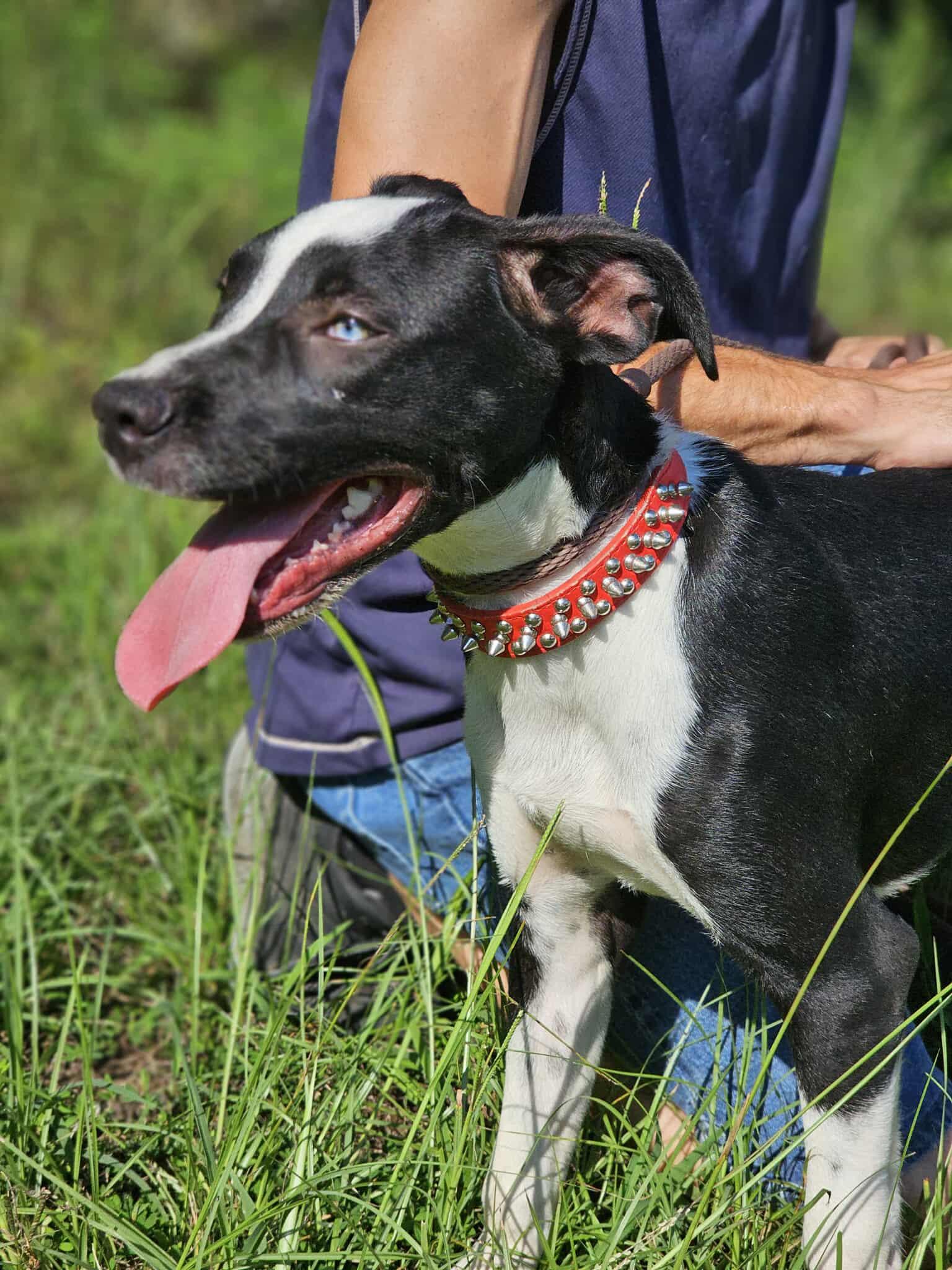 Kip, a Adoptable Bulldog in Fort Payne, AL image 3/5