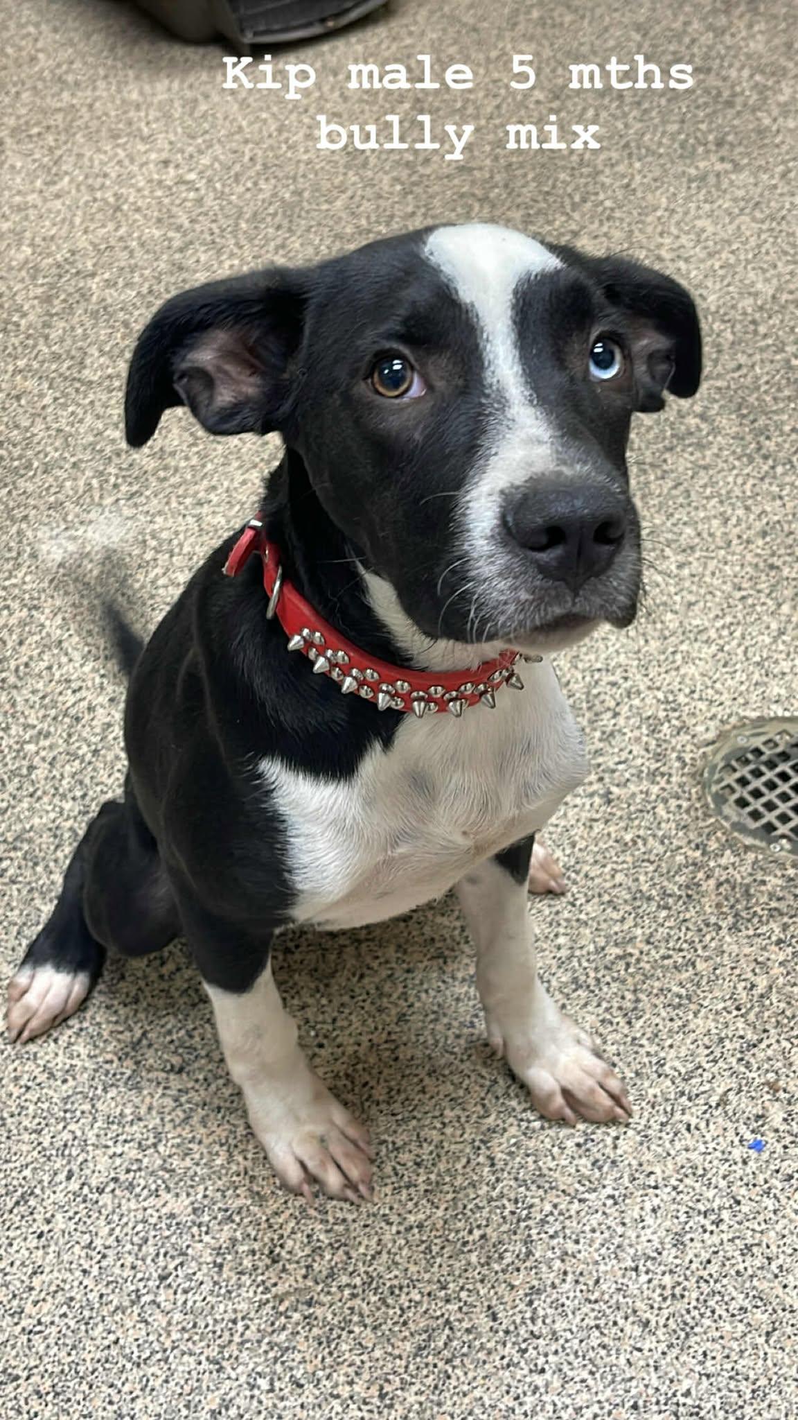 Kip, a Adoptable Bulldog in Fort Payne, AL image 5/5