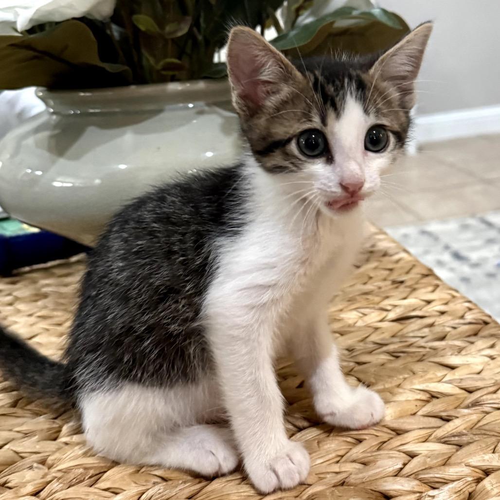 Benjamin, Adoptable, Kitten Male Domestic Short Hair.