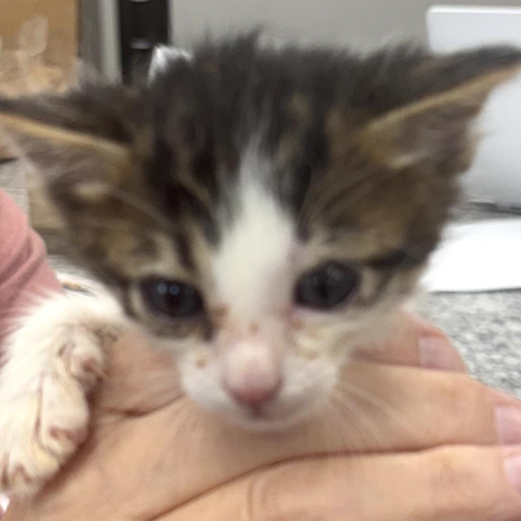 Benjamin, a Adoptable Domestic Short Hair in Midland, TX image 2/3