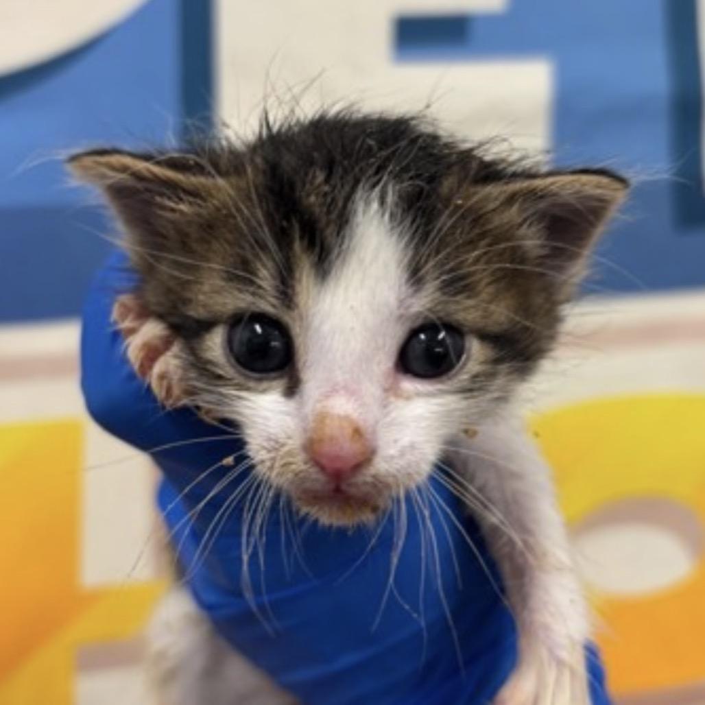 Benjamin, a Adoptable Domestic Short Hair in Midland, TX image 3/3
