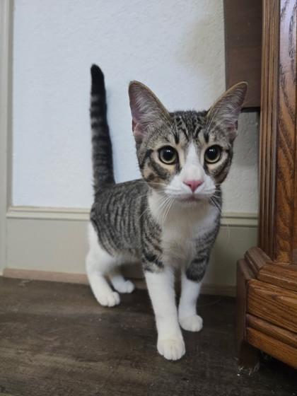 Enlarge Tex, a Adoptable Domestic Short Hair in Santa Fe, TX image 1/4