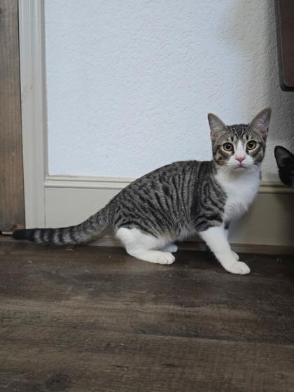Enlarge Tex, a Adoptable Domestic Short Hair in Santa Fe, TX image 4/4