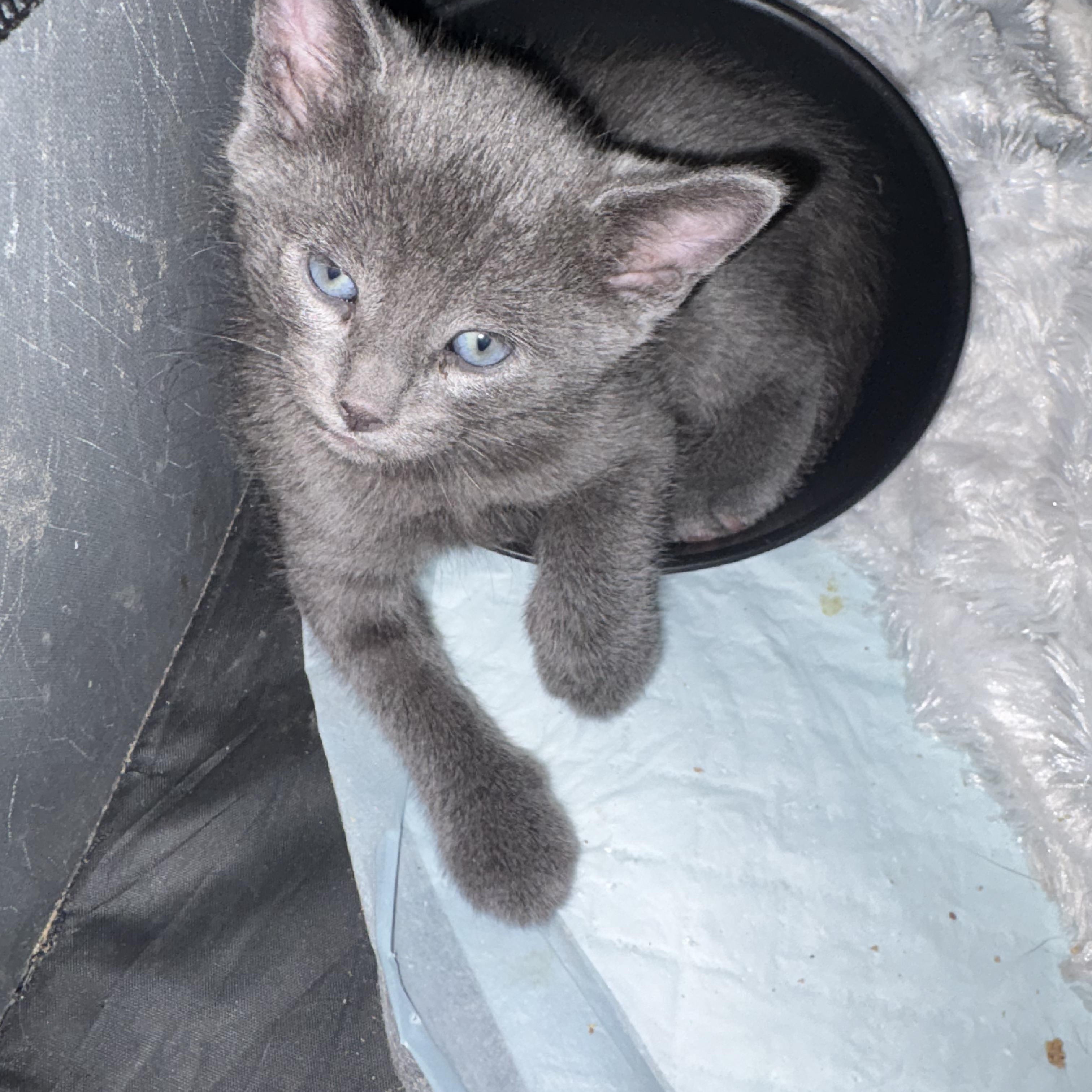 Wolf, ADOPTABLE, Kitten Male Domestic Short Hair.