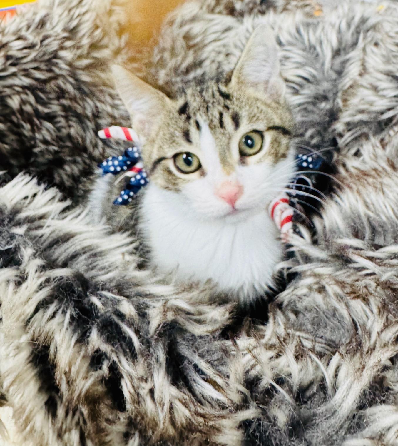 snuggly Sweater, ADOPTABLE, Kitten Male Tabby.