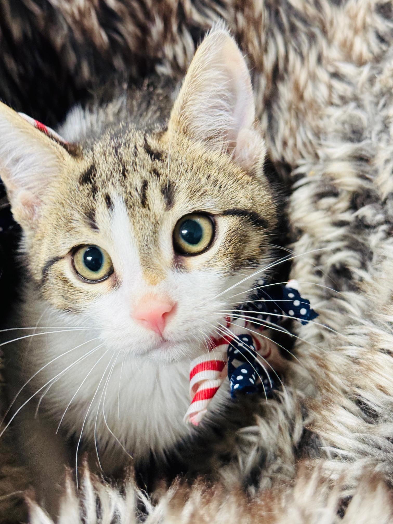 snuggly Sweater, a ADOPTABLE Tabby in West Hartford , CT image 2/4