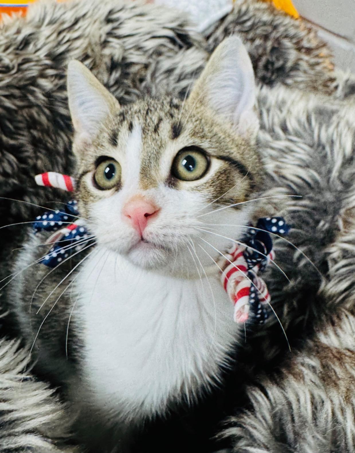 snuggly Sweater, a ADOPTABLE Tabby in West Hartford , CT image 3/4