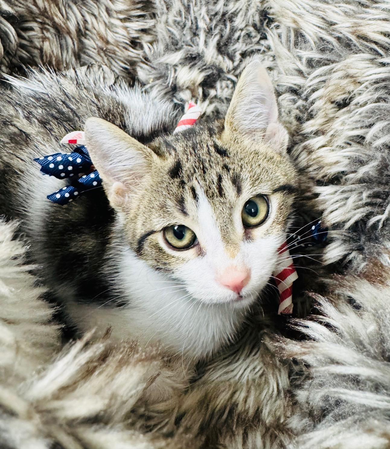 snuggly Sweater, a ADOPTABLE Tabby in West Hartford , CT image 4/4