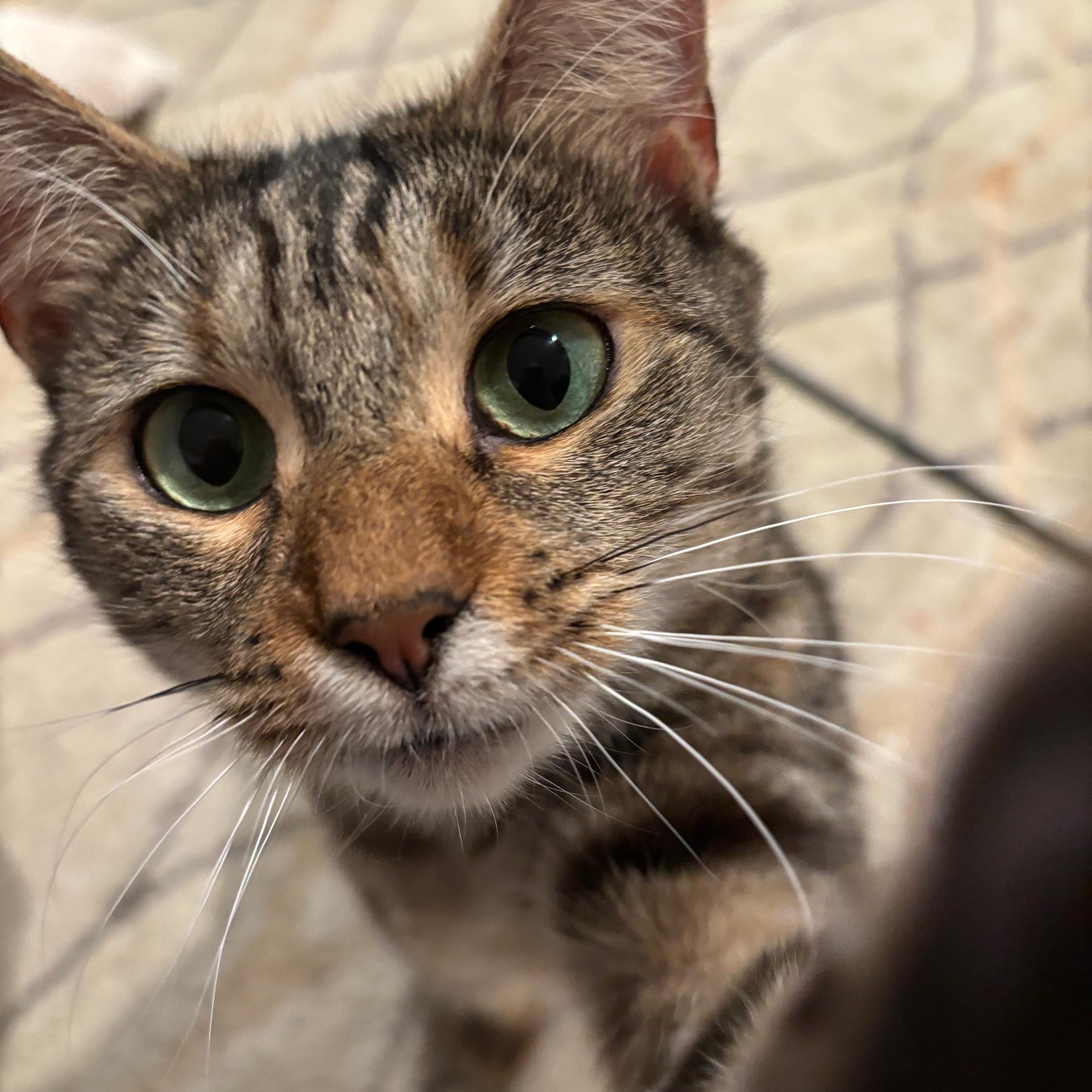 Enlarge Mocha, a ADOPTABLE mixed breed in Medford, MA image 1/2