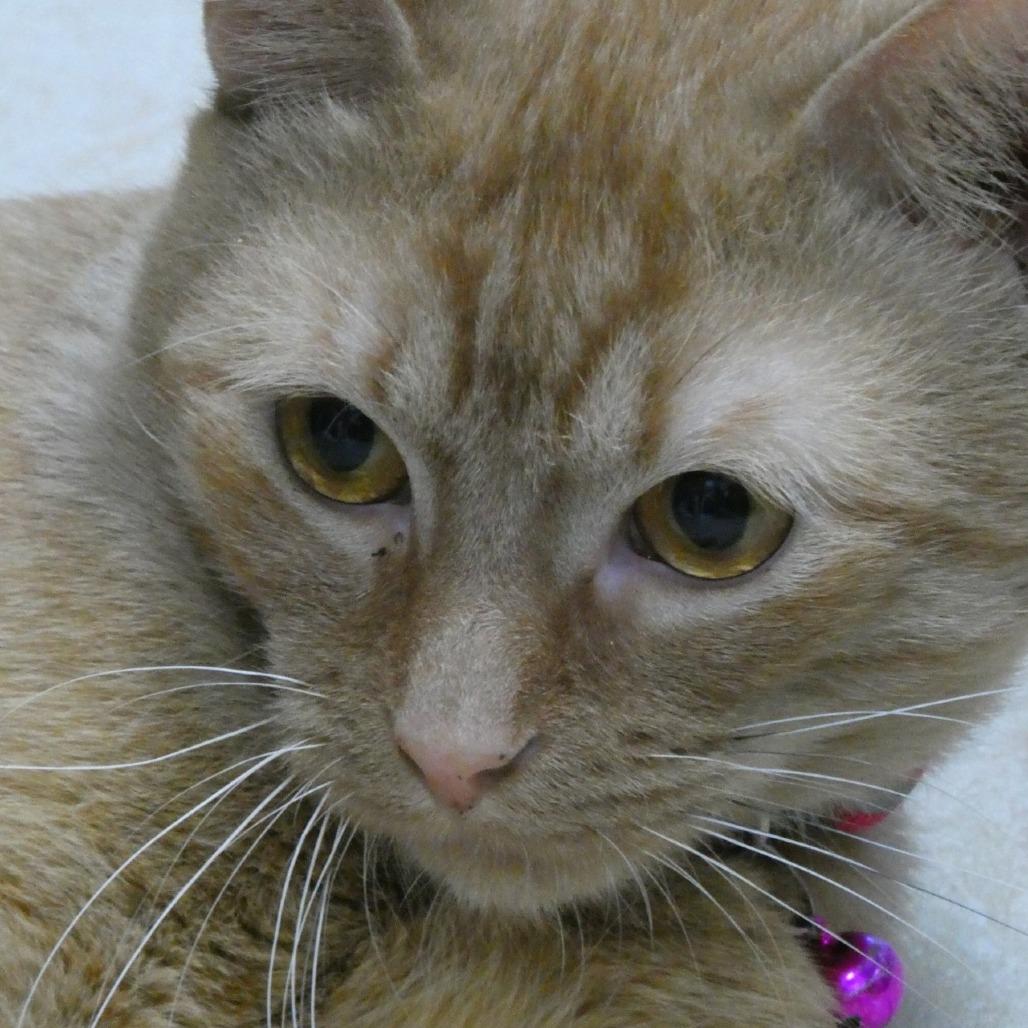 Pinkerton, Adoptable, Adult Male Domestic Short Hair.